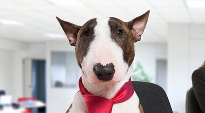 15 Biggest Dog Companies in the World and Their Most Popular Brands