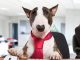15 Biggest Dog Companies in the World and Their Most Popular Brands