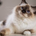 Birman