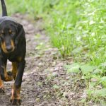 Black and Tan Coonhound