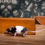 Bringing you dead mice, birds and other so-called gifts