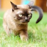 Burmese