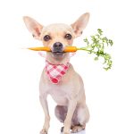 Burns all natural dog food