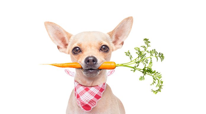 Burns All Natural Dog Food