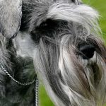 Cesky Terrier