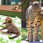 Cheetah-and-Dog-Friendship