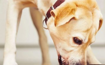 China changes policy regarding import of feed and feed additives