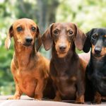 Dachshund