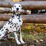 Dalmatian