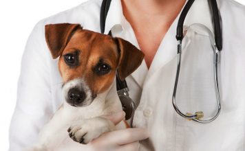 Pet care market scale will grow rapidly