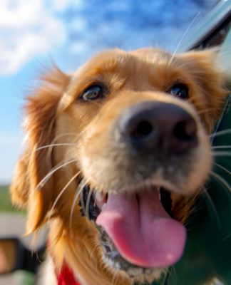 the most popular dog names in 2018