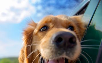 the most popular dog names in 2018