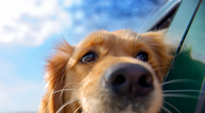 the most popular dog names in 2018
