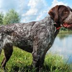 German Wirehaired Pointer