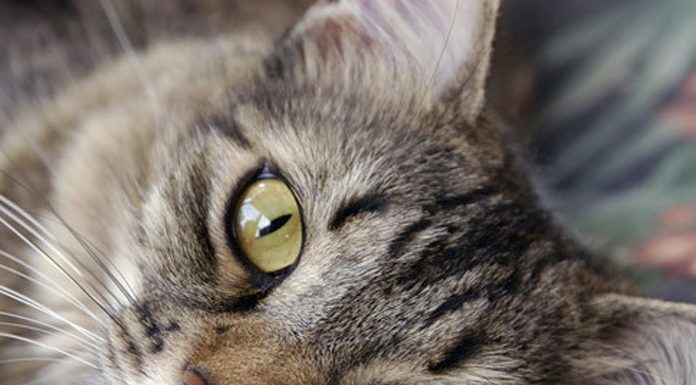 10 Ways Your Cat Shows You Love