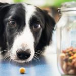 How-Treats-Affect-Your-Dog’s-Diet-696×602