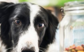 How Treats Affect Your Dog’s Diet