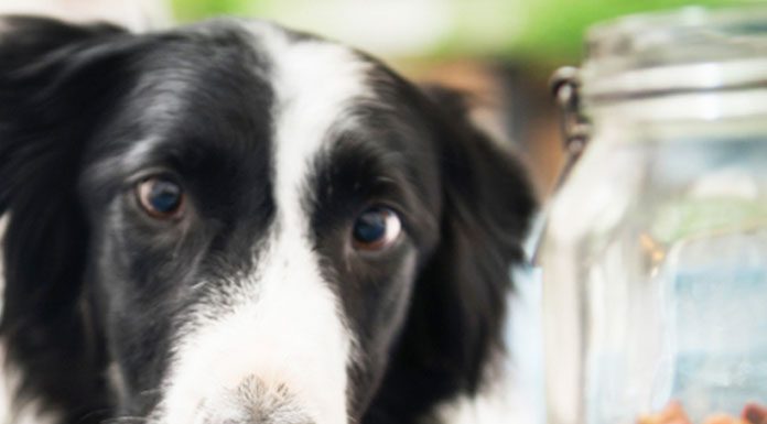 How Treats Affect Your Dog’s Diet