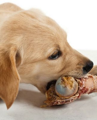How Your Dog’s Diet Affects Outputs