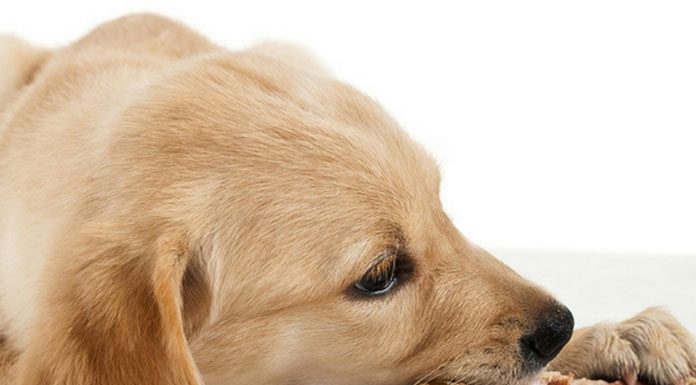 How Your Dog’s Diet Affects Outputs