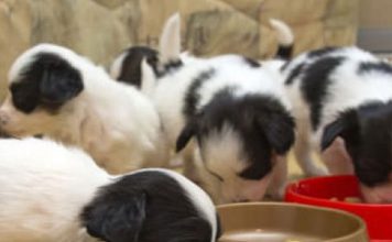 How to Know if Your Dog’s Diet Contains Enough Fatty Acid