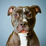 Human-Food-Could-Kill-Your-Dog-696×602