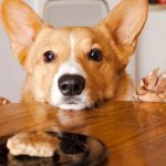 Importance-of-a-Feeding-Schedule-in-Your-Dog’s-Diet-696×602
