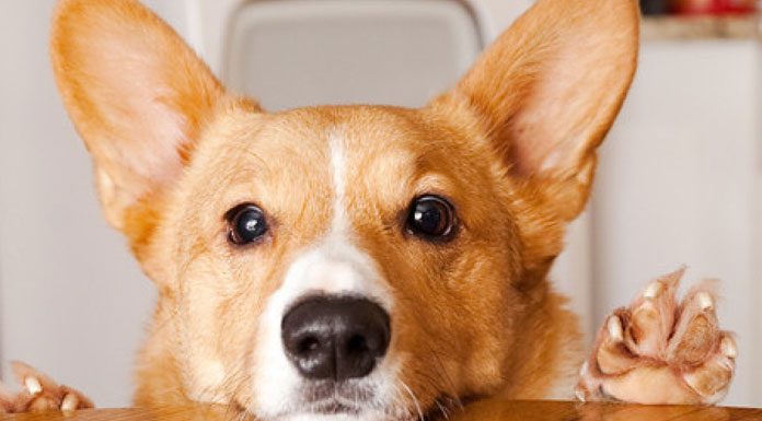 Importance of a Feeding Schedule in Your Dog’s Diet