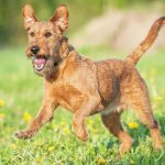Irish Terrier