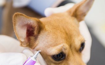 Is There a Difference in a Senior Dog Diet?