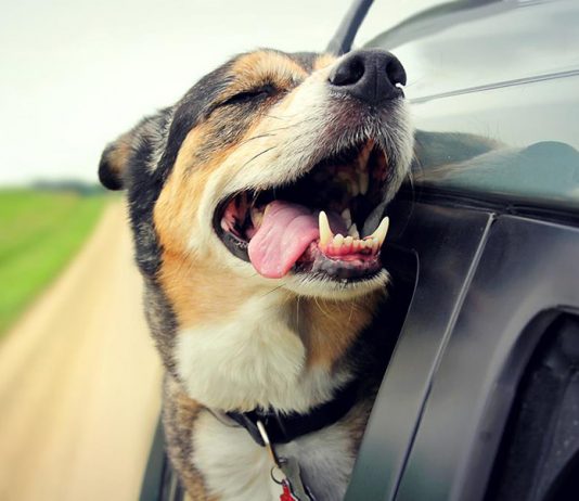 Keeping Your Dog Safe On the Road
