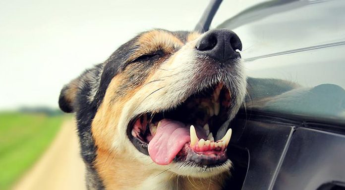 Keeping Your Dog Safe On the Road