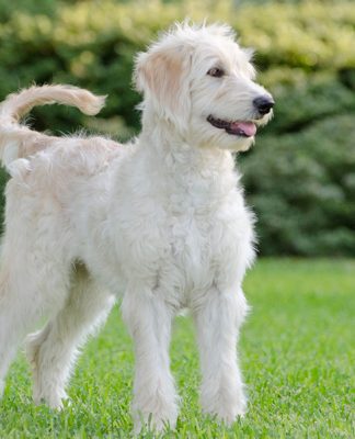 Little Known Dog Breeds