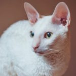 Least Expensive Cat Breeds