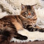 Maine Coon