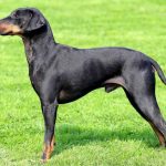 Manchester Terrier