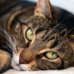 Most Expensive Cat Breeds