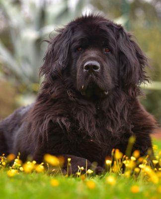 NEWFOUNDLAND – THE ARISTOCRAT AMONG DOGS.