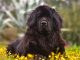 NEWFOUNDLAND – THE ARISTOCRAT AMONG DOGS.