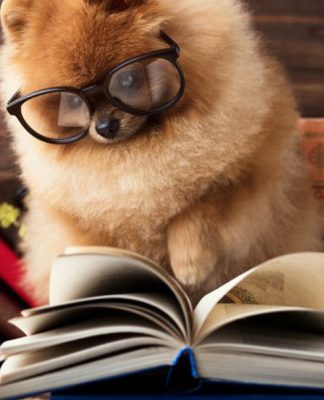 Not doing your research before getting a dog