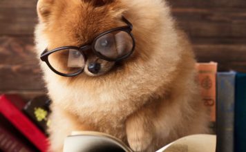 Not doing your research before getting a dog