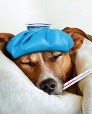 Nursing a sick dog