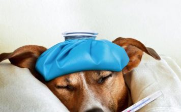 Nursing a sick dog