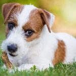 Parson Russell Terrier