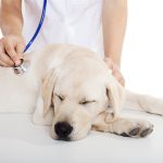 Parvovirus in Dogs