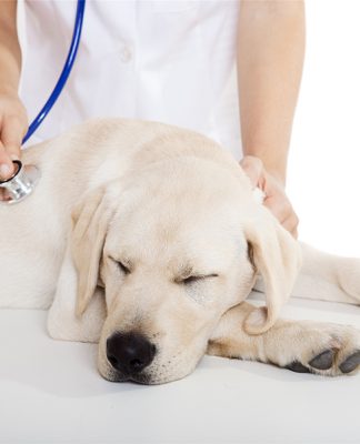 Parvovirus in Dogs