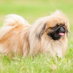 Pekingese