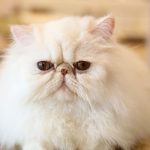 Persian