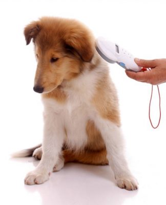 Pet Identification