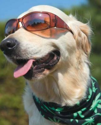 The 4 Hot Trends in the Pet Industry